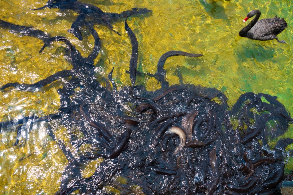 endemic longfin eel, Nelson, New Zealand