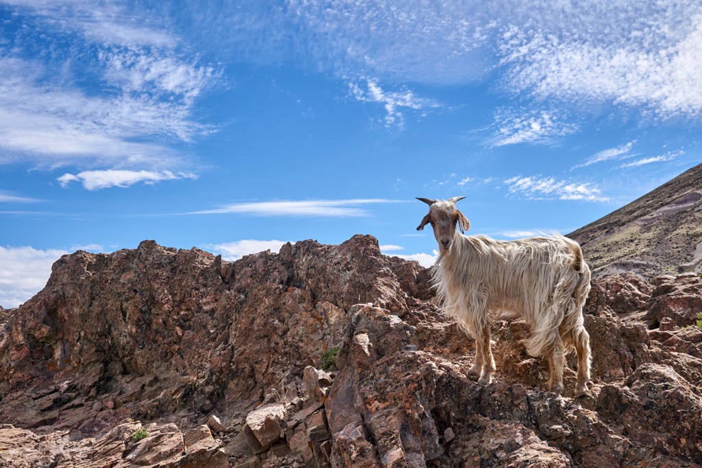 Domuyo Natural Reserve, Neuquén, Argentina