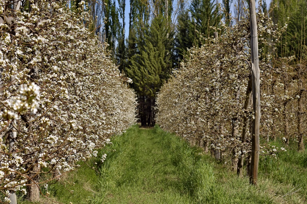 flowering apple orchard, Neuquén, Argentina