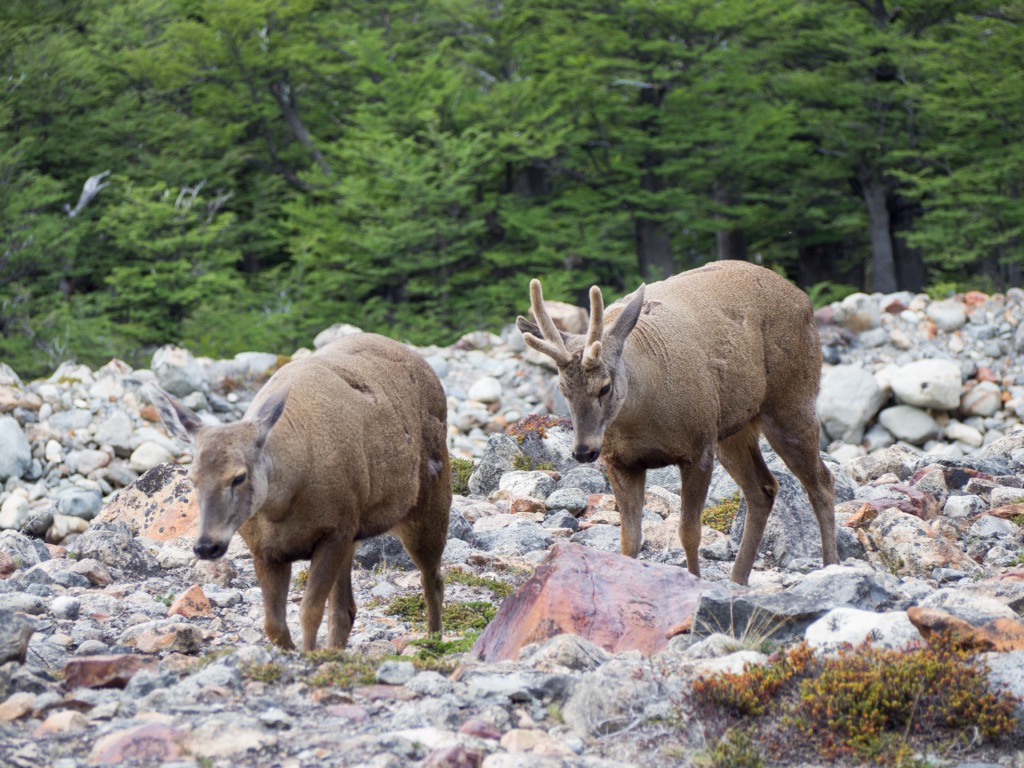 huemul deer, Neuquén, Argentina