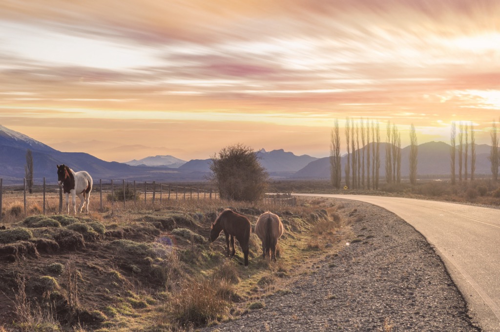 ranching culture, Neuquén, Argentina