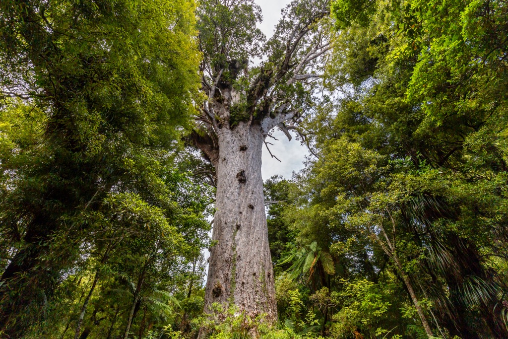 Waipoua Kauri forest, New Zealand