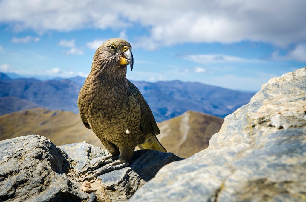 Kea bird, mountain, New Zealand