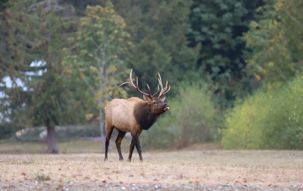 elk, Vancouver, British Columbia