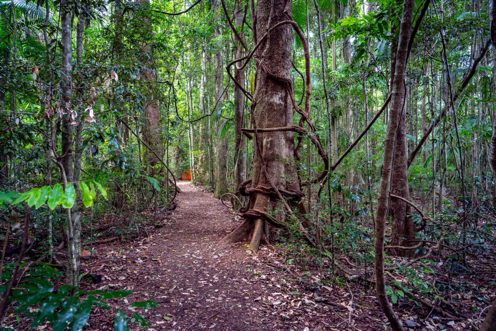Nightcap National Park, Australia