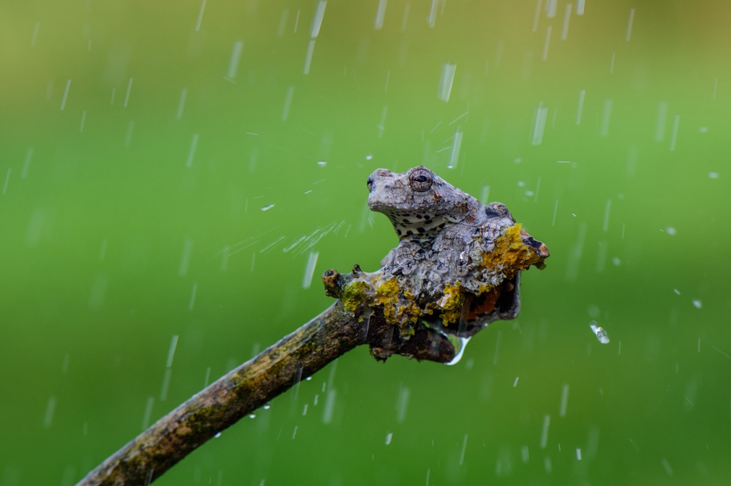 Nightcap National Park, Australia