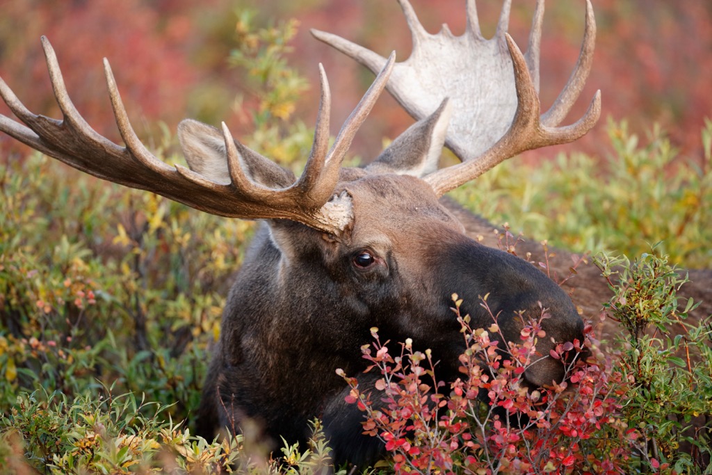 Noatak National Preserve, Alaska