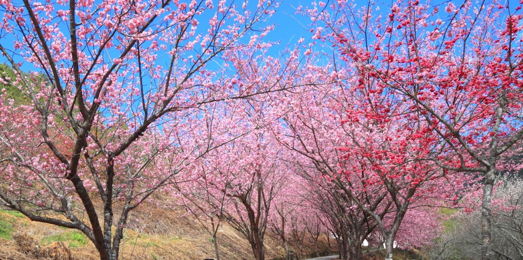 cherry blossoms, North Coast Coastal Reserve, Taiwan