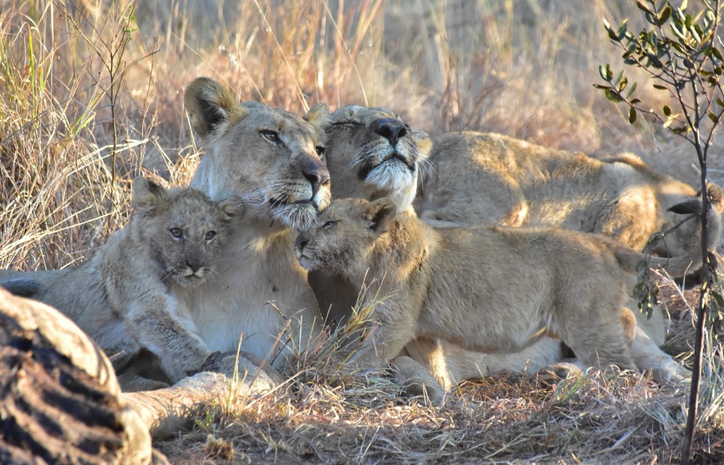 A pride of lions taking a repose after feeding on a giraffe kill. North West