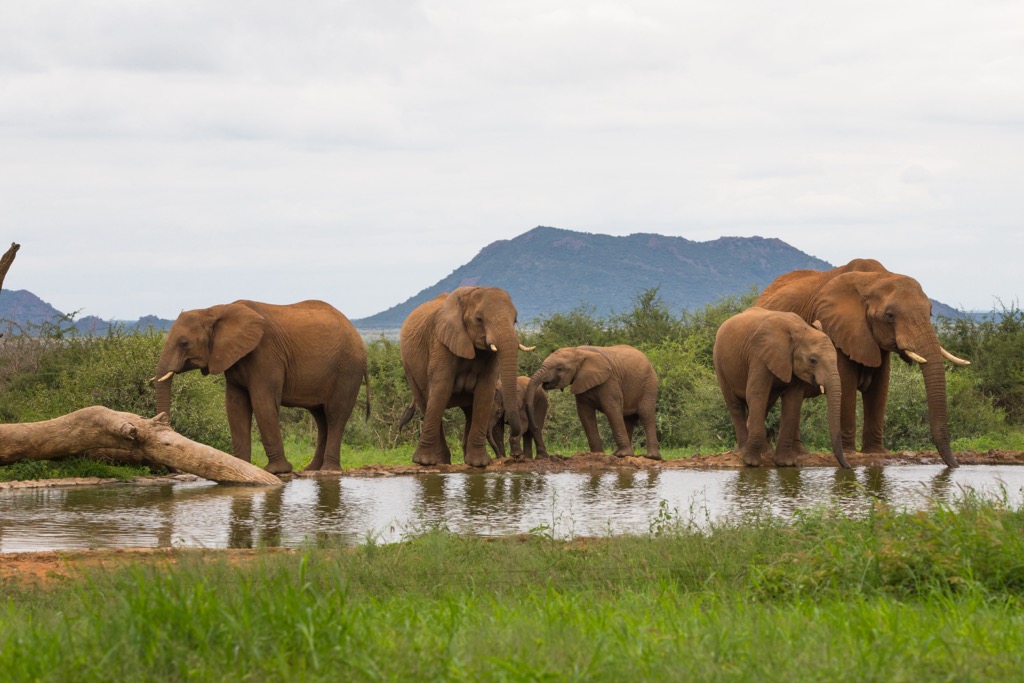 Madikwe Game Reserve, South Africa. North West