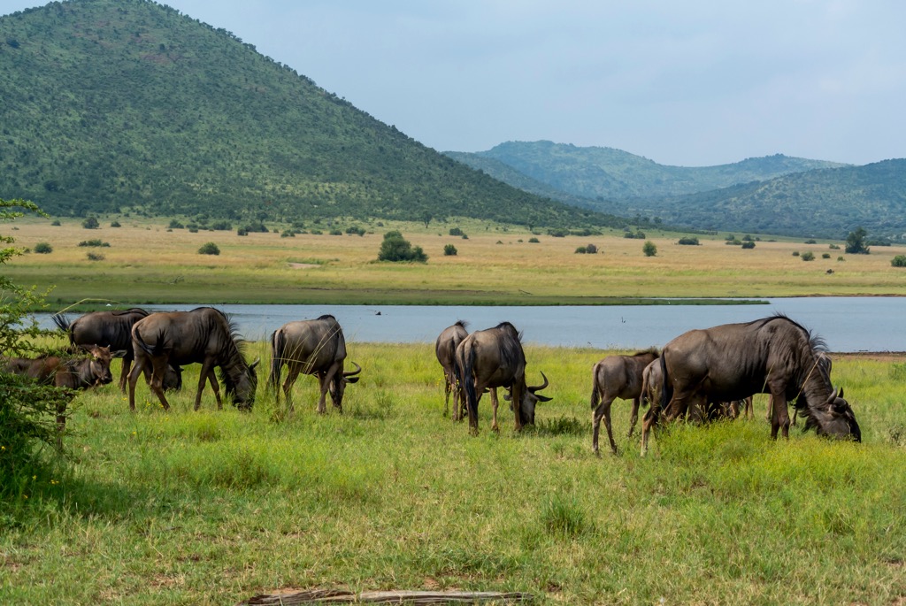 Wildebeest grazing with the rolling hills of Pilanesberg National Park in the background. North West