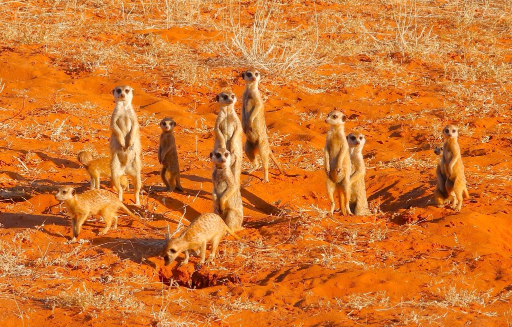 A posse of Meerkats in the Kalahari Desert. Northern Cape