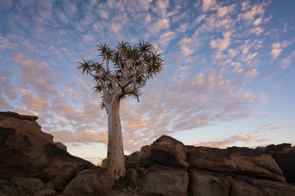 A Quiver tree (Aloe dichotoma) in the Northern Cape Desert. Northern Cape