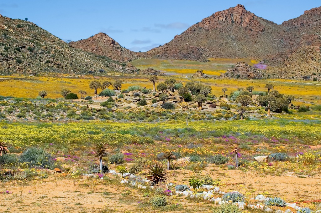 Goegap Nature Reserve in South Africa. Northern Cape