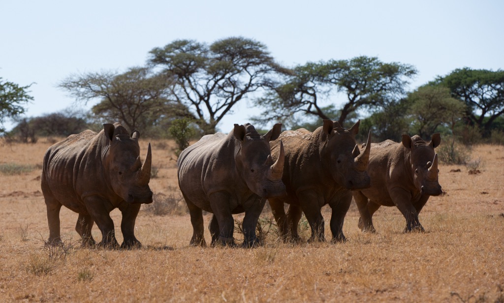 Rhinoceros in Mokala National Park near Kimberly. Northern Cape