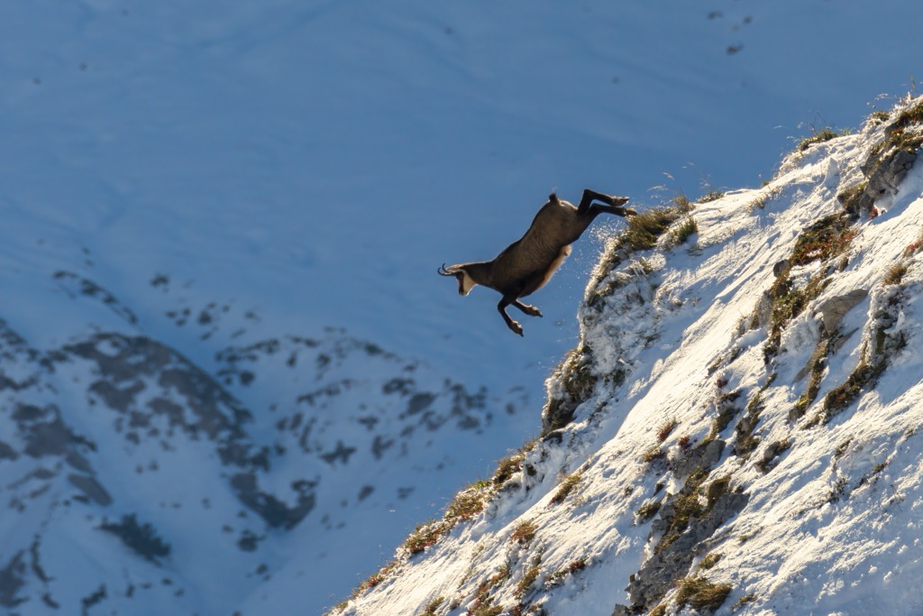 Chamois are some of the Alps’ most adored residents. Northern Salzburg