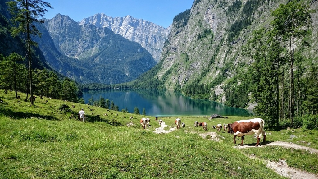 Cattle grazing near Lake Obersee. Northern Salzburg