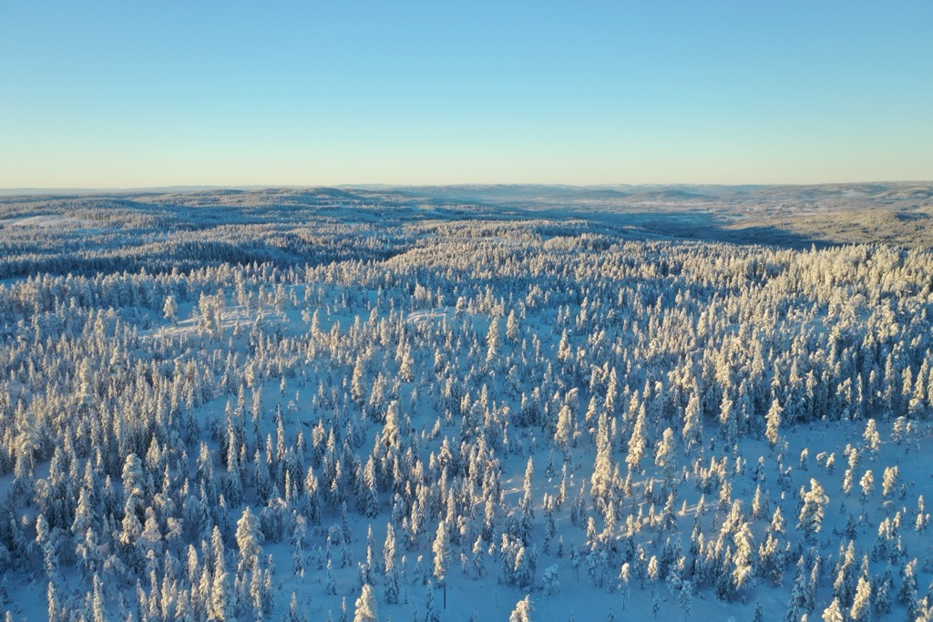 Eastern Norway is home to vast boreal forests. Norway
