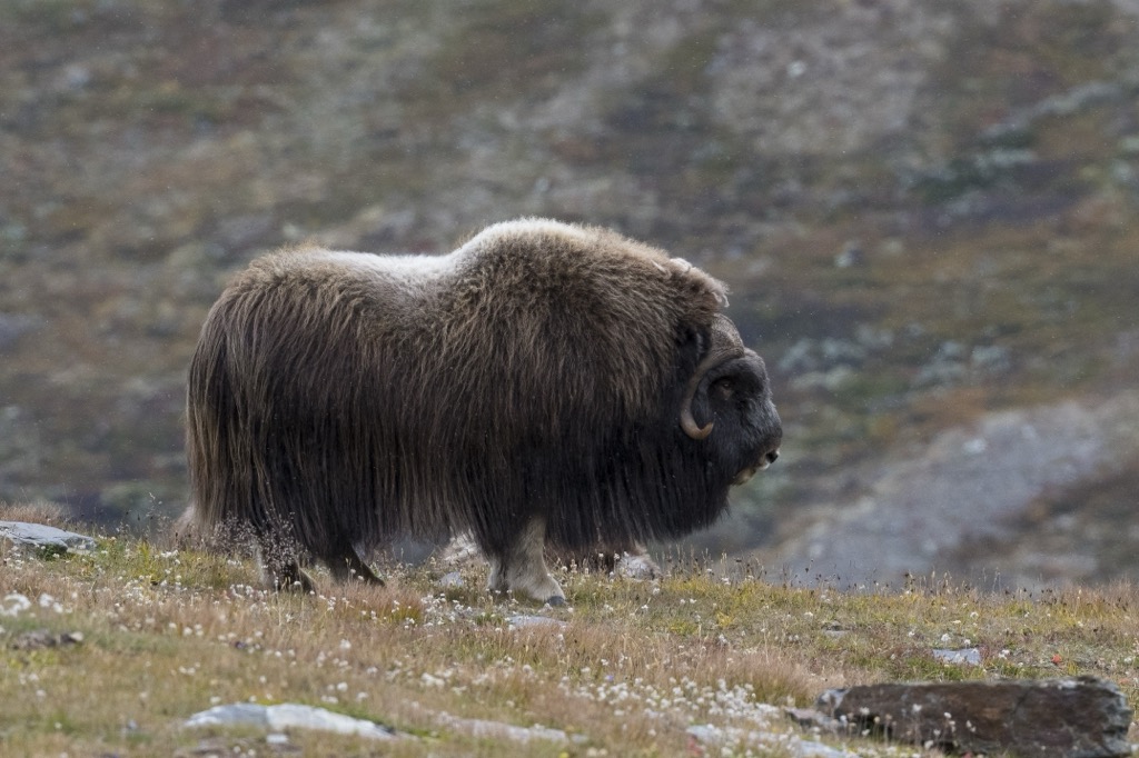 Muskoxen in Dovrefjell-Sunndalsfjella National Park. Norway