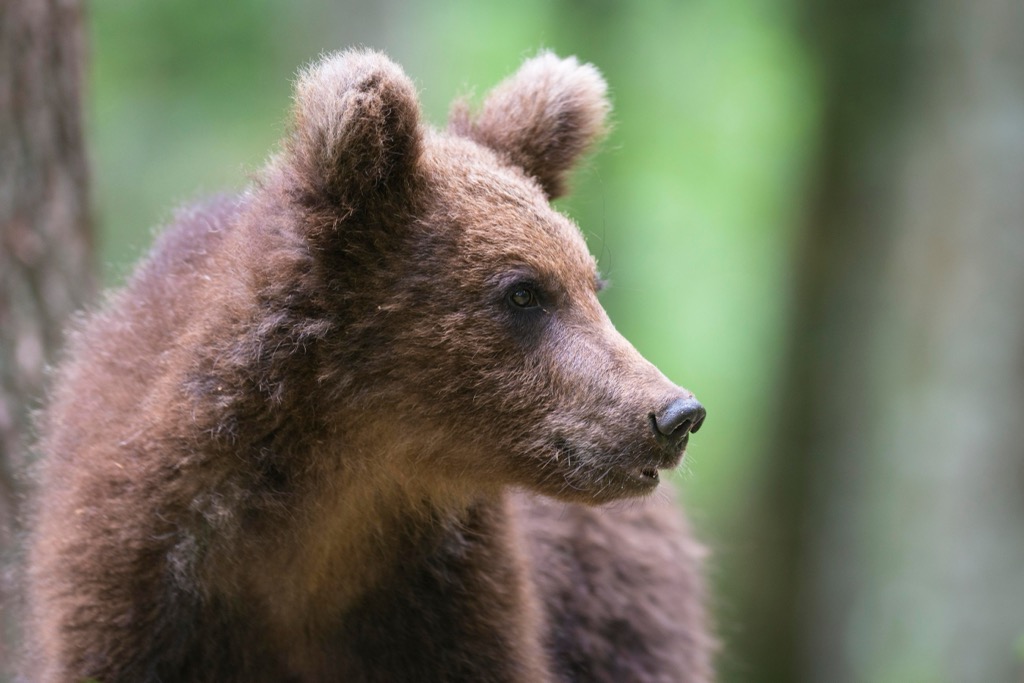 A young brown bear in Notranjska Regional Park. Notranjska Regional Park