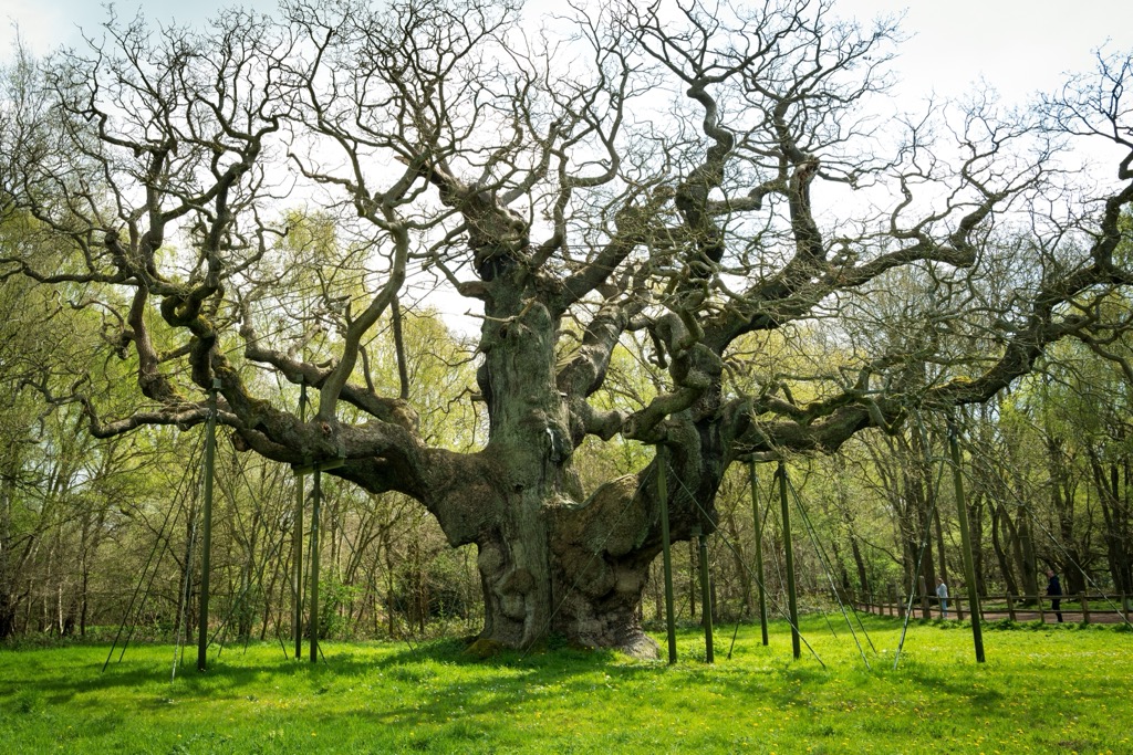 The Major Oak, Sherwood Forest’s most famous tree. Nottingham
