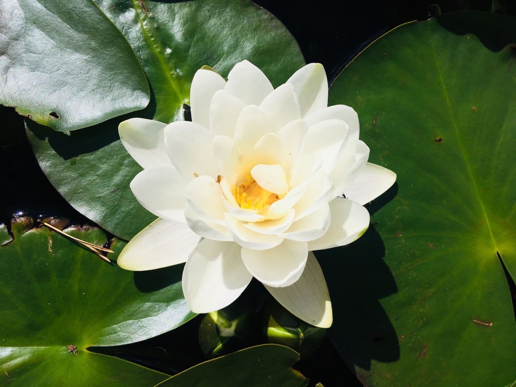 Swamp nymphaea, Nuuksio National Park, Finland