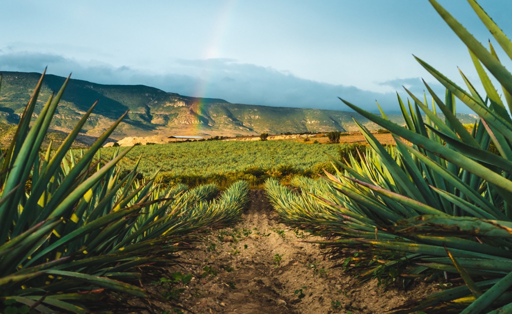 Agave field, Oaxaca, Mexico