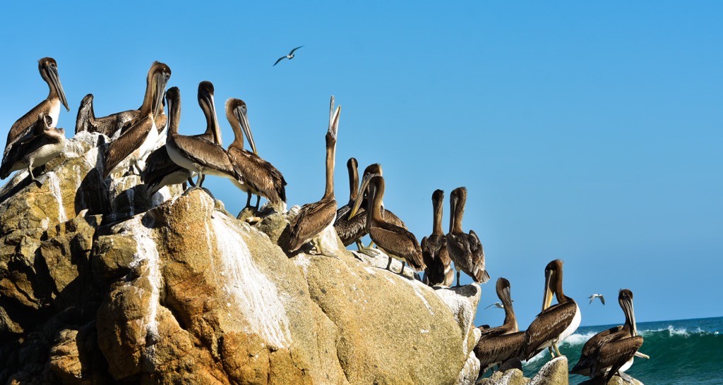 brown pelican, Oaxaca, Mexico