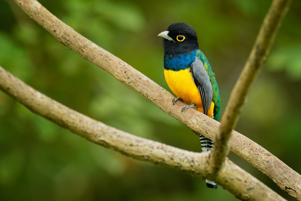 gartered trogons, Oaxaca, Mexico