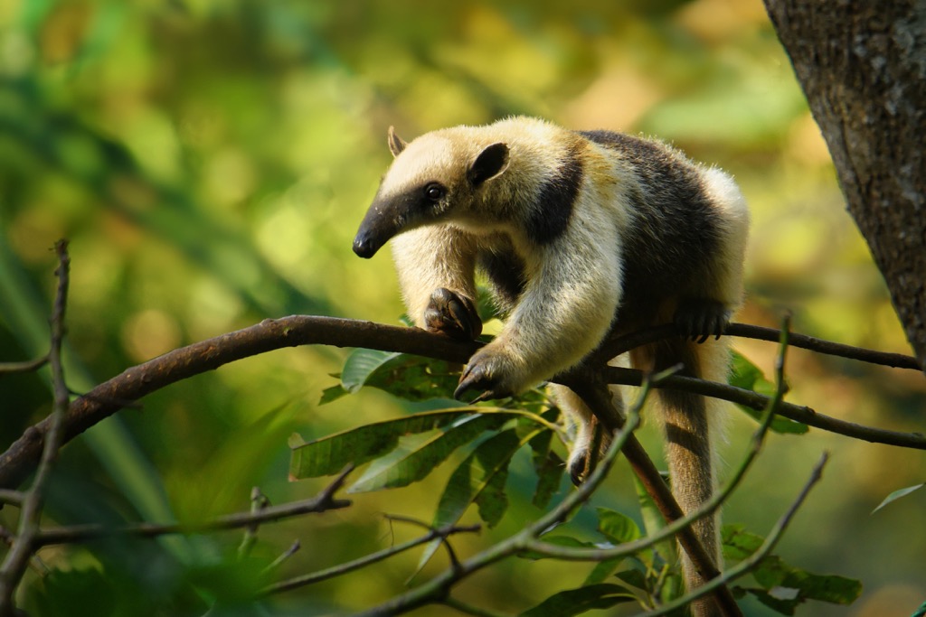 northern tamandua, Oaxaca, Mexico