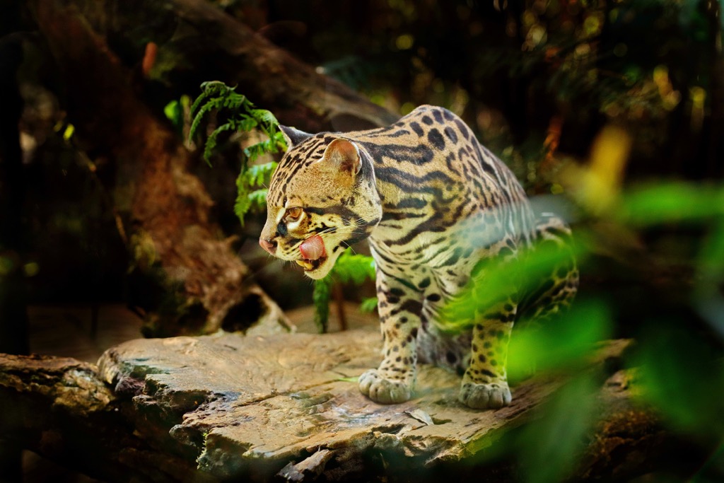 ocelots, Oaxaca, Mexico