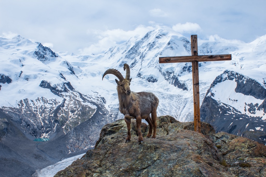 An Alpine ibex on a mountainside in the Alps. Oberhalbstein Alps
