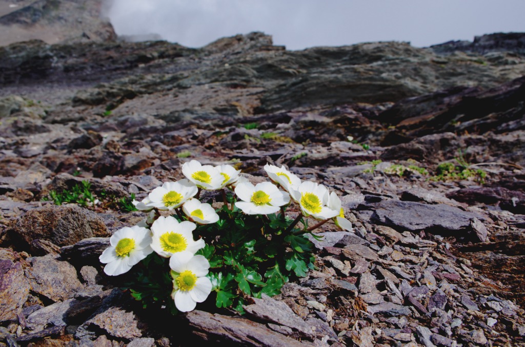 The glacier buttercup is the highest flowering species in the Alps. Oberhalbstein Alps