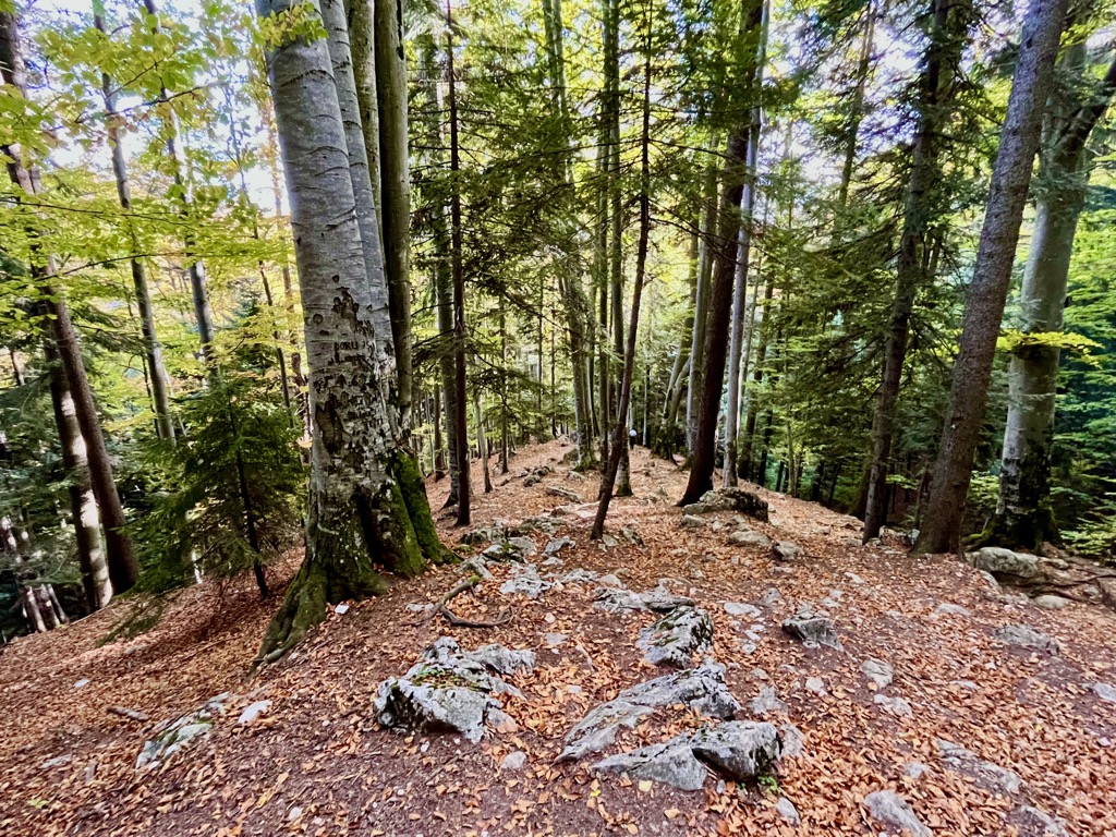 Old-growth beech forests Carpathians