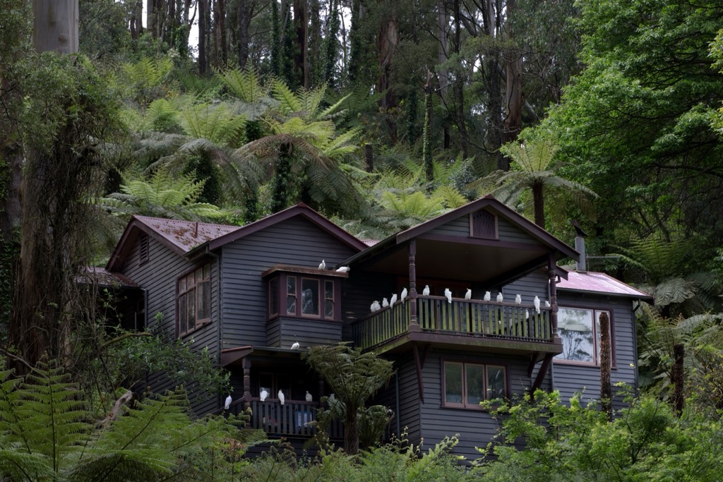 Dandenong Ranges, Olinda, Australia