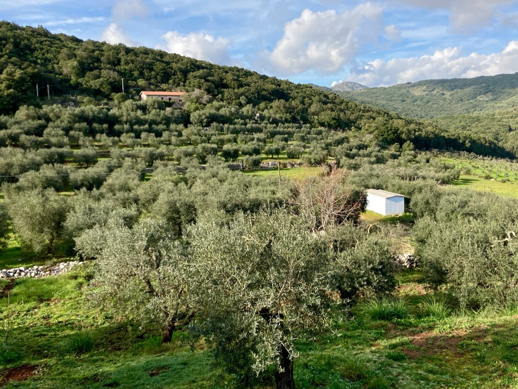 Olive groove, Ausoni Mountains, Fox, Monumento Naturale Tempio di Giove Anxur, Temple of Jupiter Anxur Natural Monument, Italy