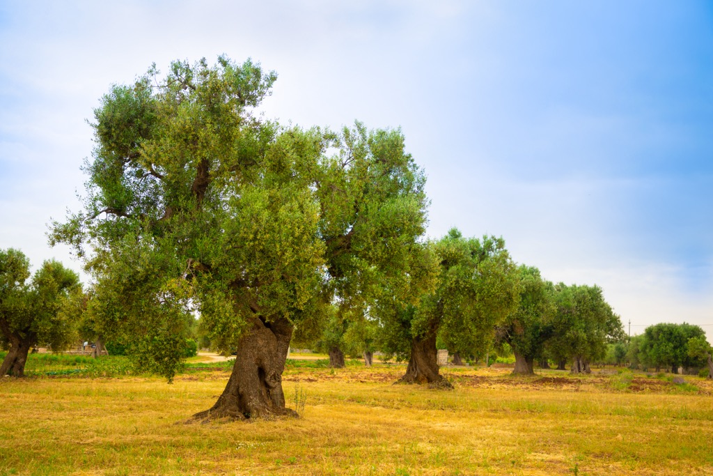 Olive plantation, Parco Naturale Regionale dei Monti Simbruini, Italy