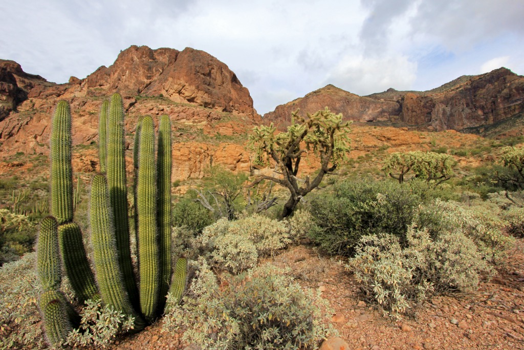 Organ Pipe Cactus National Monument, Arizona