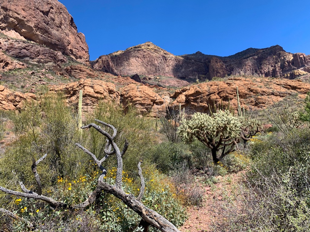 Organ Pipe Cactus National Monument, Arizona