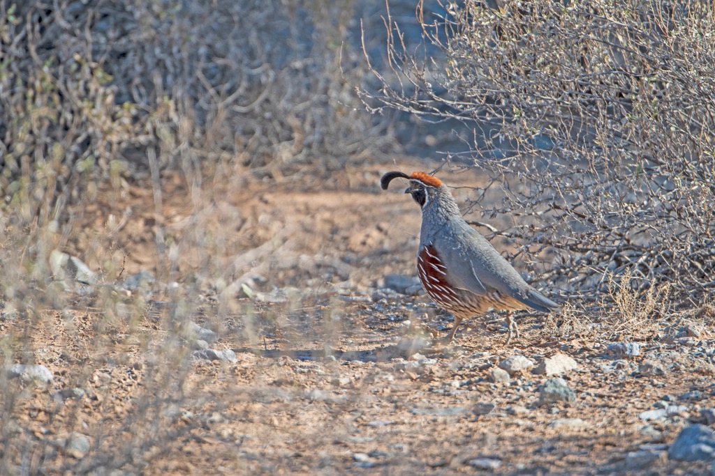 Organ Pipe Cactus National Monument, Arizona