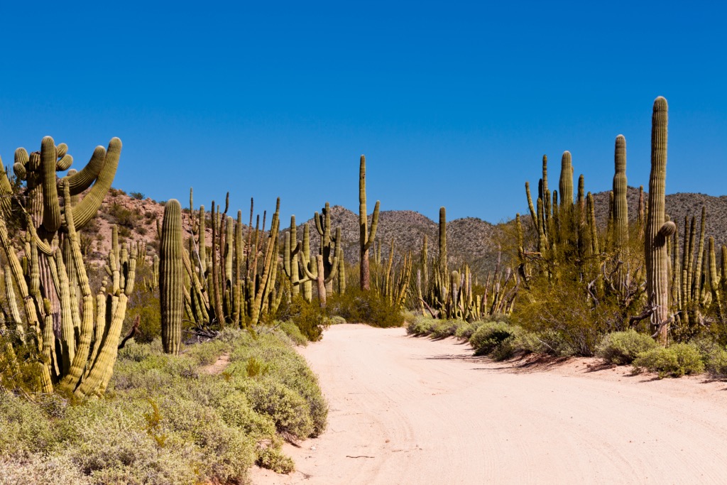Organ Pipe Cactus National Monument, Arizona