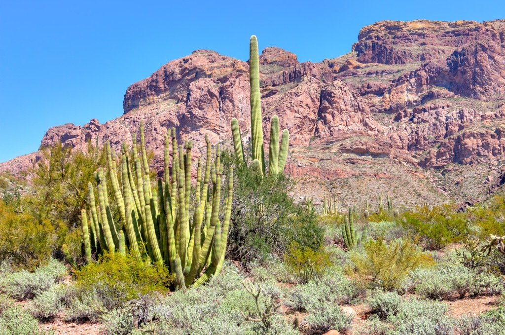 Organ Pipe Cactus National Monument, Arizona