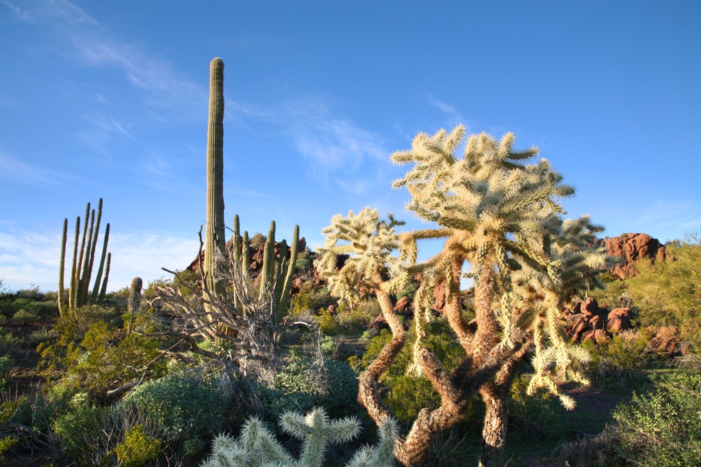 Organ Pipe Cactus National Monument, Arizona