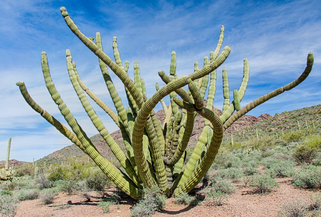 Organ Pipe Cactus National Monument, Arizona