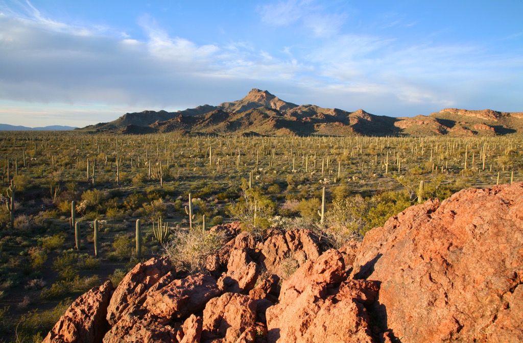 Organ Pipe Cactus National Monument, Arizona