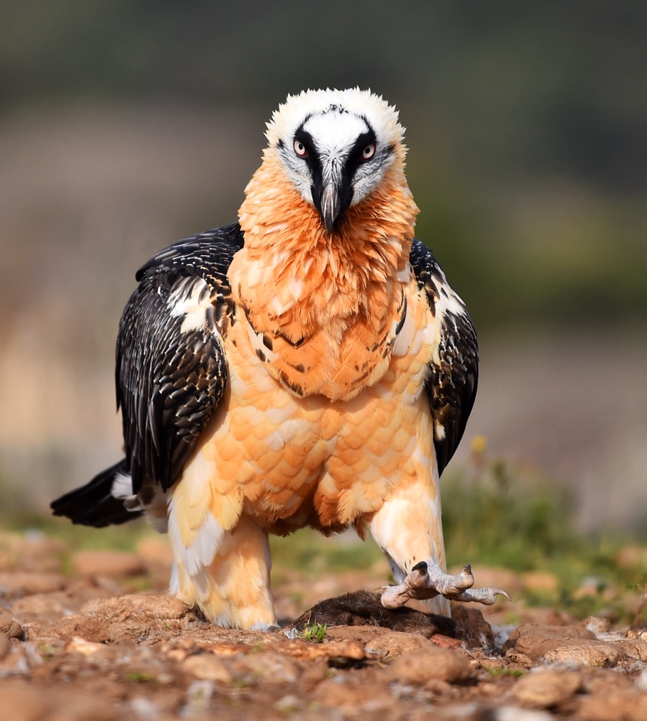 Bearded Vulture populations are making a comeback in the Alps and throughout Europe. Ortler Alps