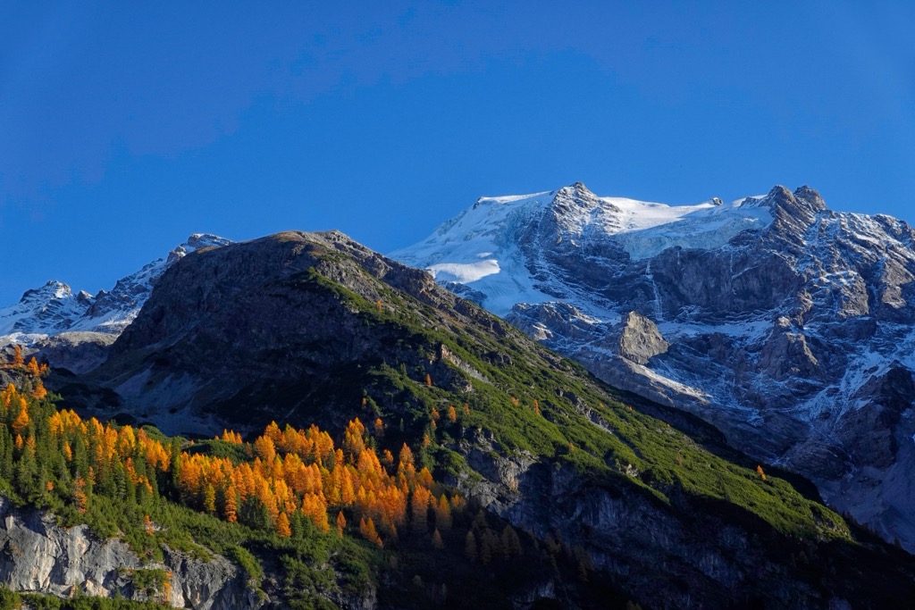 Ortler Peak in the autumn as the larch trees turn orange and lose their needles for winter. Ortler Alps