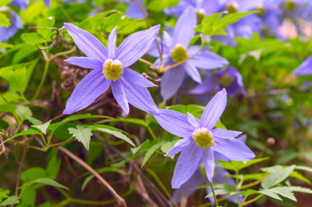 Alpine clematis is surprisingly hardy and able to survive at temperatures down to -30°C (-22 °F). Otztal Alps