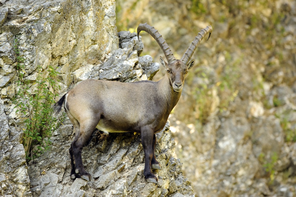 After nearly going locally extinct in the 19th century, there are now over 50,000 ibex in the Alps. Otztal Alps