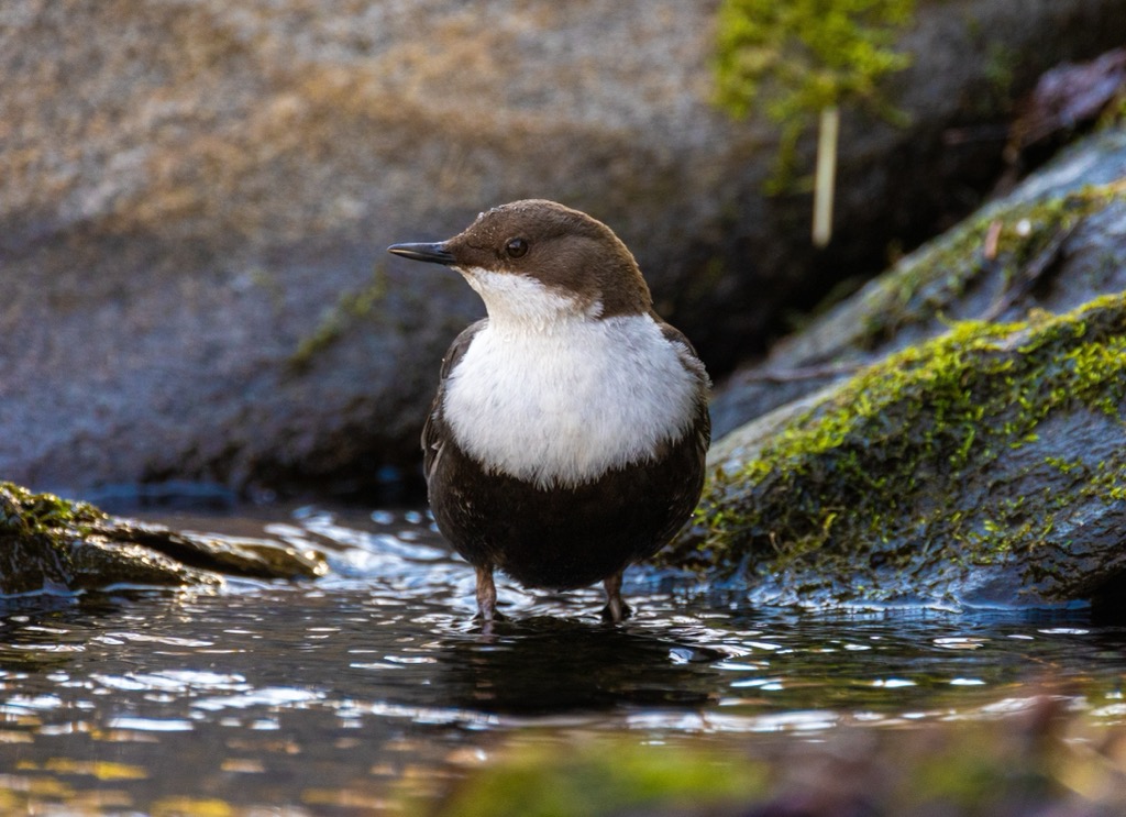 White-throated dippers have the unique ability of being able to walk underwater. Otztal Alps